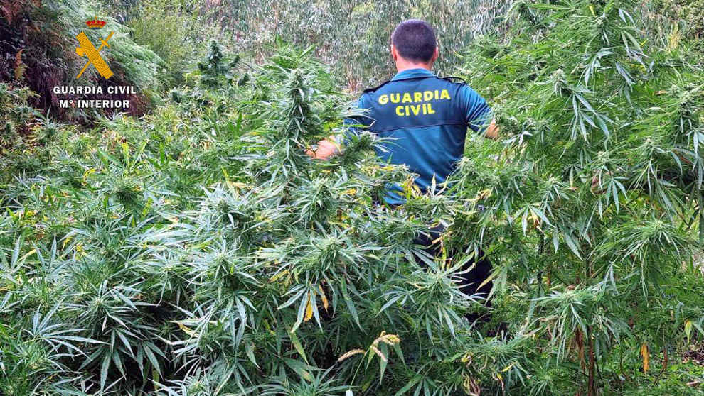 Plantación de marihuana intervenida en Guriezo