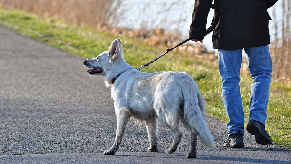 Una persona pasea a un perro
