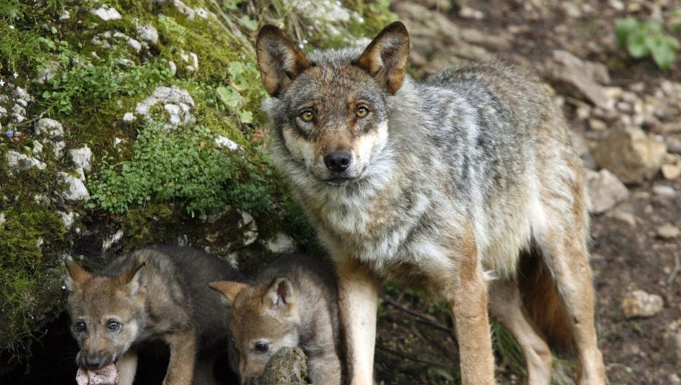 La Justicia considera inconstitucional que se cacen lobos al norte del Duero