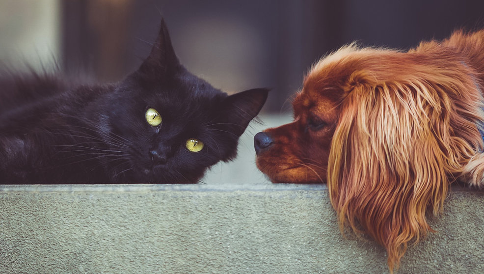 Las mascotas podrían tener más de un beneficio para los humanos Foto: Pixabay