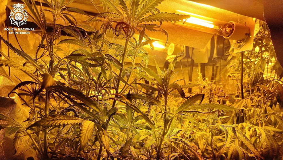 Plantación de Marihuana en La Albericia