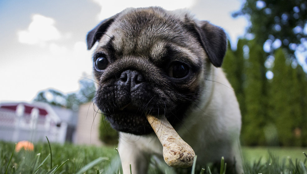Nuestros perros no pueden comer de todo, hay algunos productos perjudiciales para su salud | Foto: Pixabay