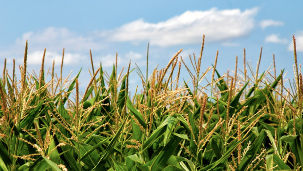 Cosecha de maíz | Foto: Pixabay