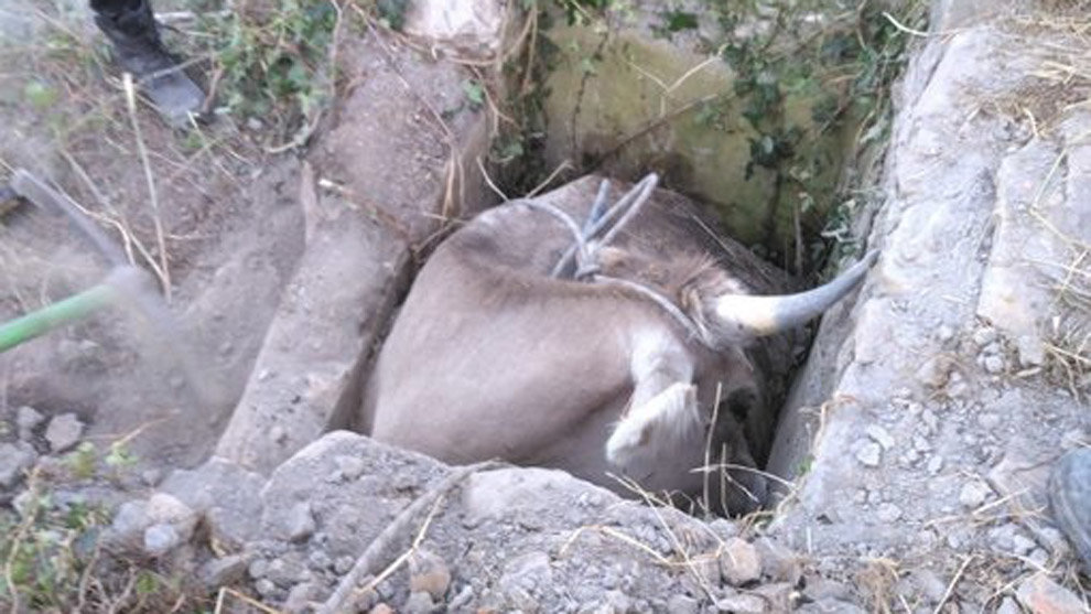 Imagen de la vaca dentro del pozo