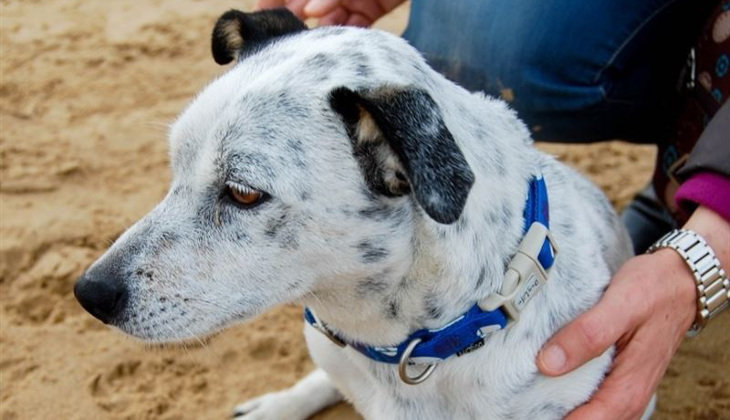 La asociación Aspacan se encargará de recoger y cuidar a los perros abandonados de Noja