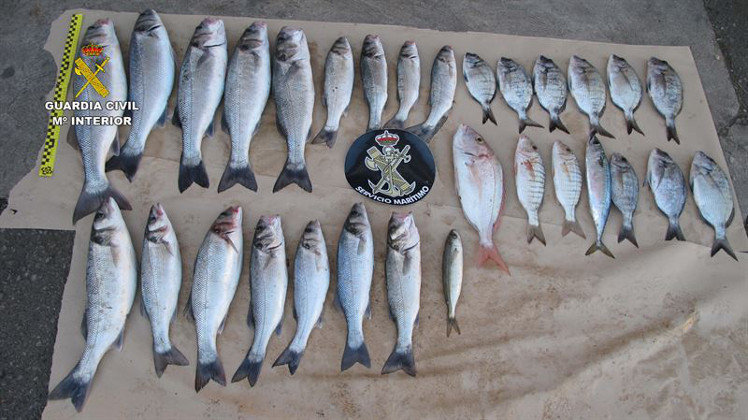 Algunos de los peces incautados por la Guardia Civil a los pescadores furtivos