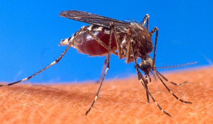 Se ha confirmado la relación entre el virus Zika y el síndrome de Guillain-Barré
