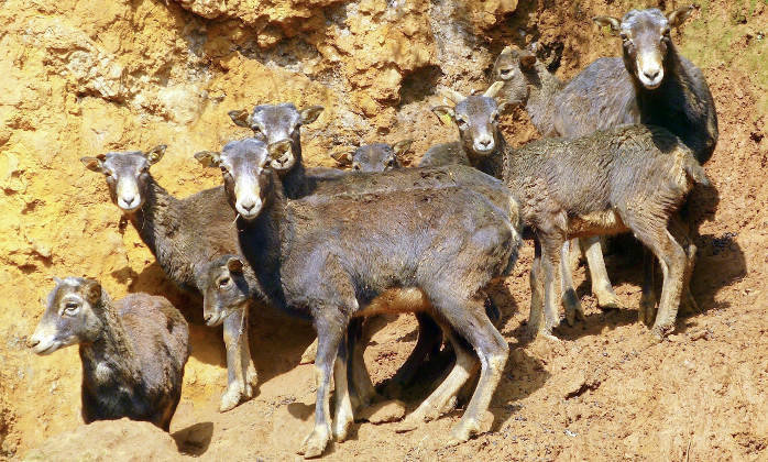Nueve muflones llegan a Cabárceno para ampliar la familia del Parque