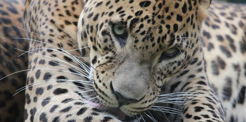 El Leopardo de Sri Lanka es una de las especies que se reproducirán en Santillana del Mar