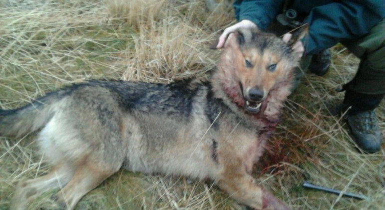 El Plan de Gestión del Lobo de Cantabria quiere establecer multas para la caza ilegal del animal