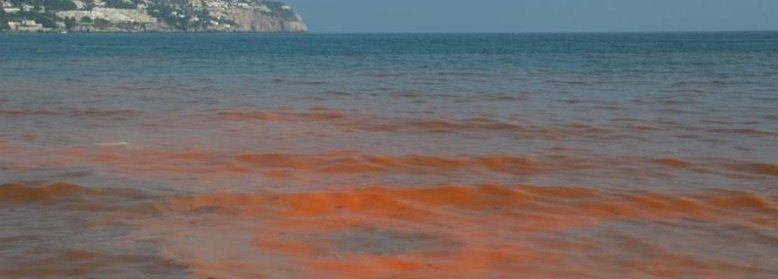 La marea roja ha desaparecido y permite levantar el veto a la extracción de bivalvos