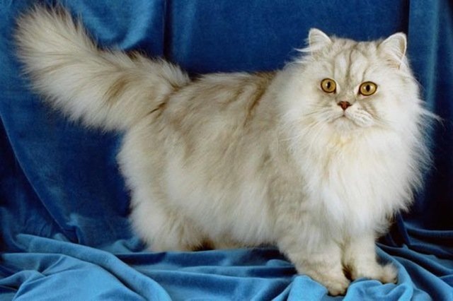 El propietario del animal denunció la muerte de otros gatos anteriormente, posiblemente envenenados