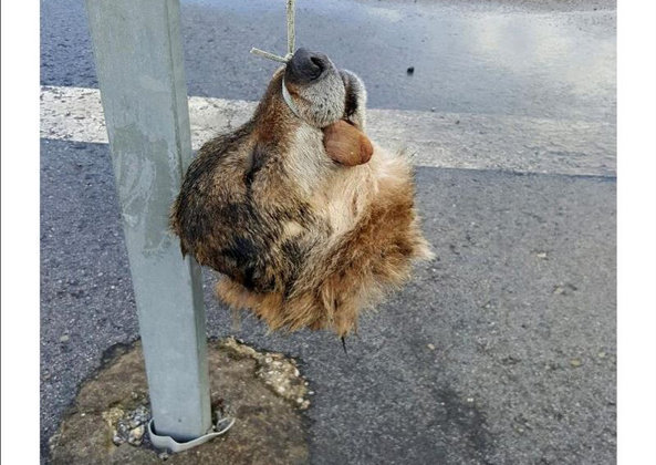 Cabeza del lobo aparecido en Asturias colgado de una señal de tráfico
