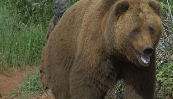 Las autoridades siguen buscando el oso que presuntamente se ha escapado de Cabárceno