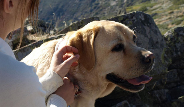 La jornada contará con dos desfiles del Refugio Canino de Torres | Foto: Archivo