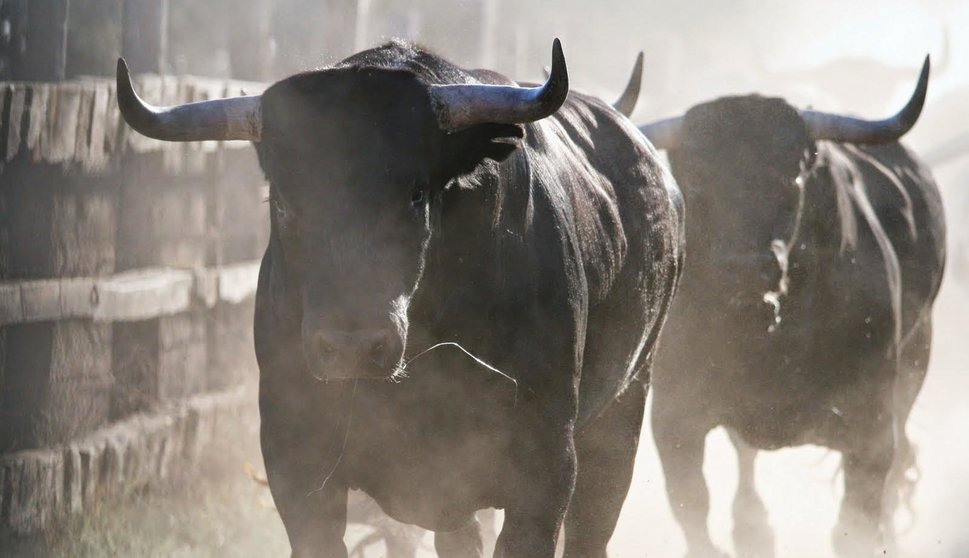 Tanos va a contar con un encierro de tres toros mientras Torrelavega se ha declarado municipio libre de circos con toros