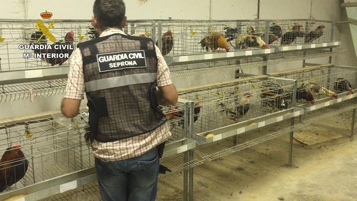 La Guardia Civil con los gallos