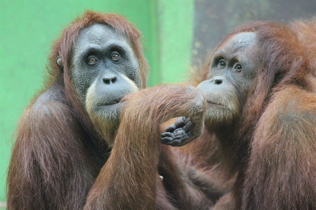 La población de orangután de Sumatra mundial en cautividad es de un total 246 individuos.