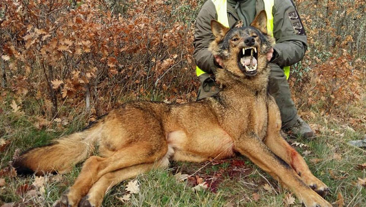 El Gobierno de Cantabria quiere proteger al lobo con su Plan de Gestión de esta especie
