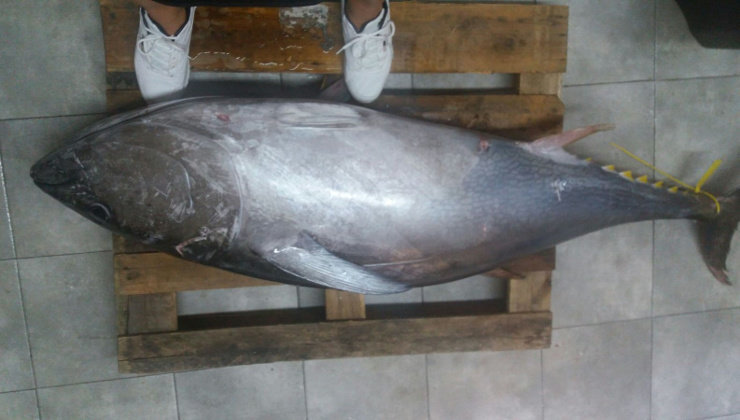 El bonito adquirido en Santoña pesaba 73 kilos
