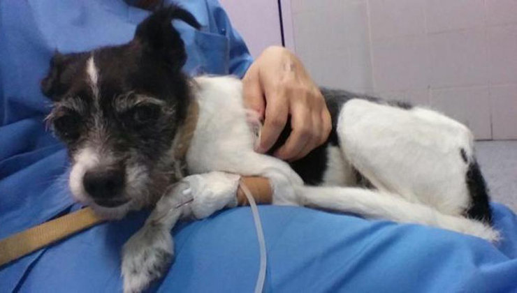 Los veterinarios han logrado salvar la vida de este perro. Foto: Sociedad Protectora de Animales de Burjassot