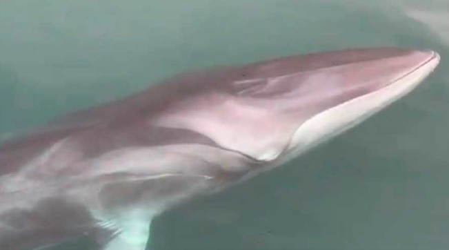 Una ballena de 12 metros ha nadado por el puerto de Guetaria