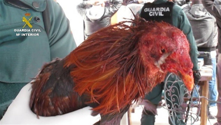 La operación para desmantelar peleas de gallos en Cantabria terminó con 17 imputados