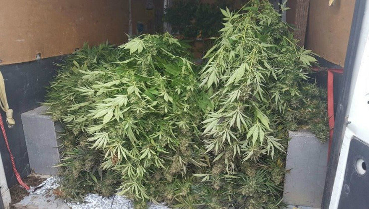 Plantas de marihuana. Foto: Policía Nacional
