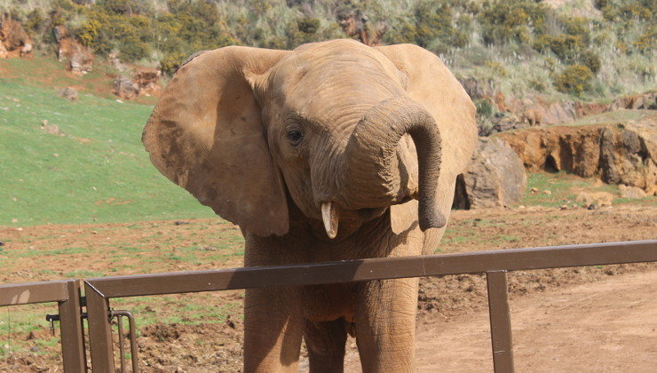Elefante del Parque de la Naturaleza de Cabárceno