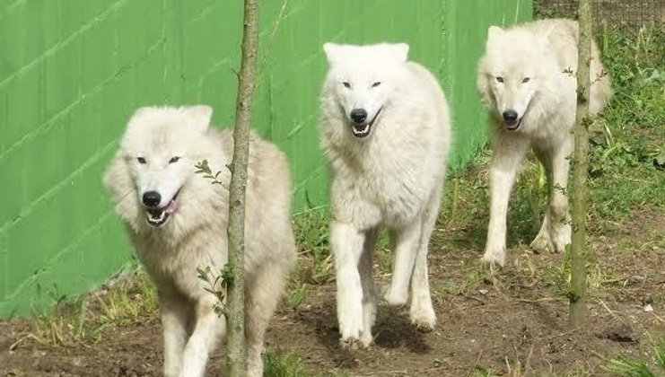 Los tres lobos árticos ya están en el zoo de Santillana del Mar