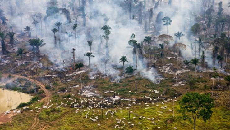 La deforestación en Brasil