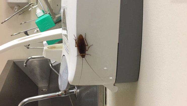 Imagen de la cucaracha encontrada en el Hospital Gregorio Marañón de Madrid. Foto: Twitter (@AFEM2012)