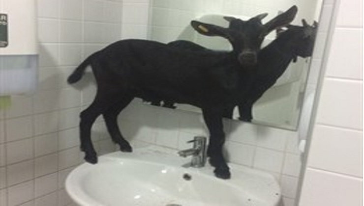 Una cabra se cuela en un hospital de Valencia