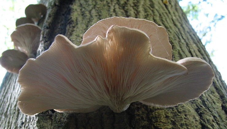 Ejemplar de Pleurotus ostreatus. Foto: Wikipedia