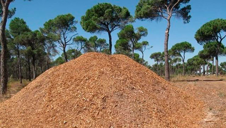 El residuo forestal de Cantabria abastecerá una planta de biomasa en Palencia