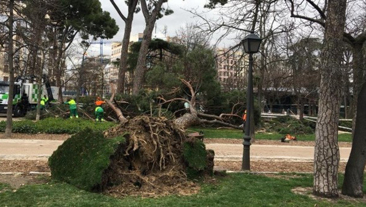 Uno de los árboles caídos en las últimas horas en el parque de El Retiro. Foto @_elretiro