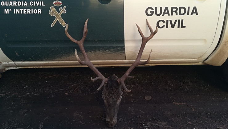 Cabeza de ciervo intervenida por la Guardia Civil. Foto: Guardia Civil