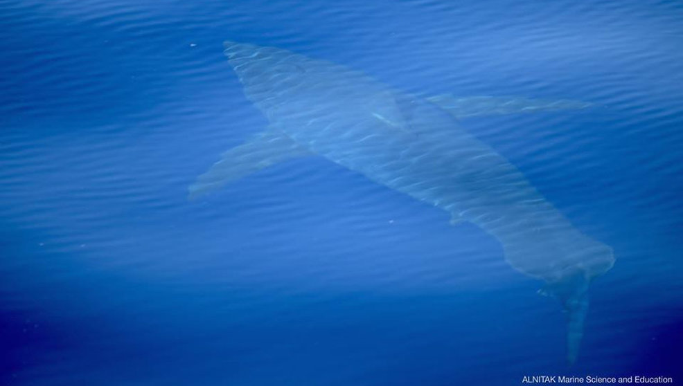 Tiburón blanco en Baleares Foto. Alnitak