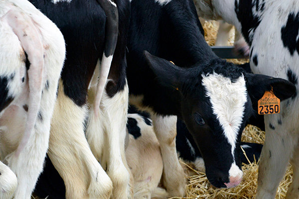 Son ya 11 las ganaderías afectadas por la enfermedad hemorrágica epizoótica