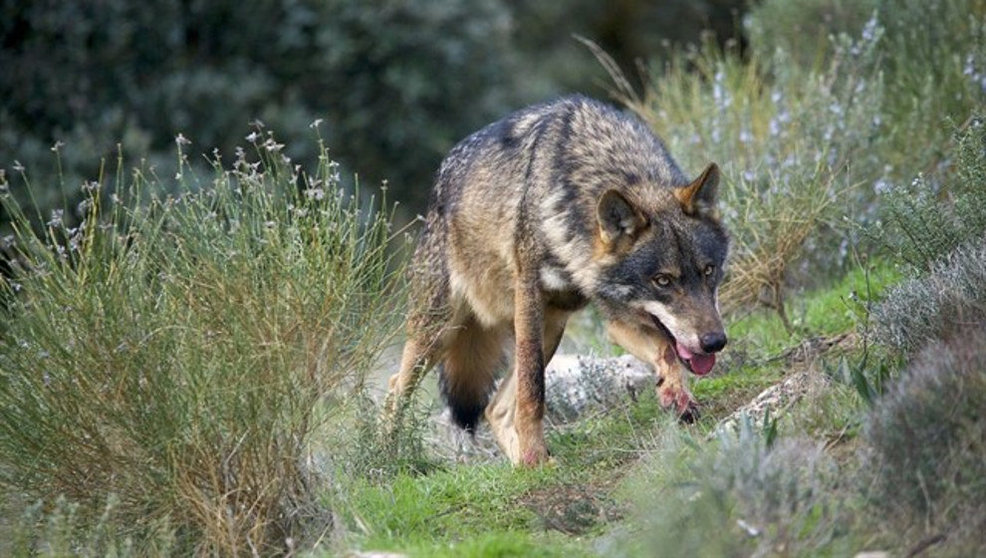 Más de un millar de ganaderos han solicitado el pago del Gobierno para las zonas con presencia permanente del lobo