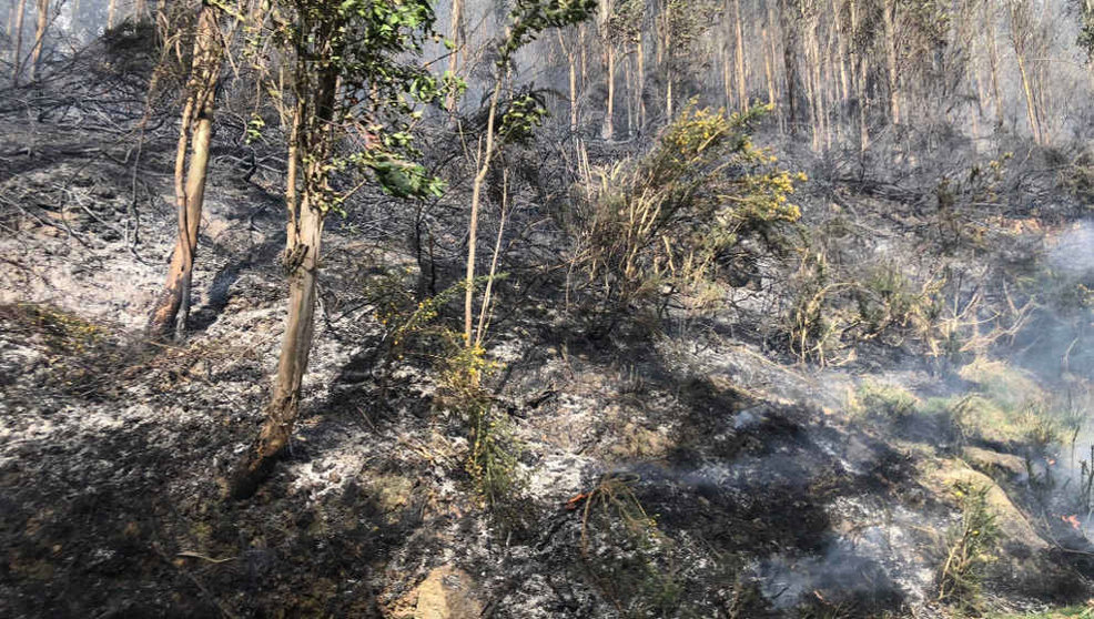 Superficie quemada tras un incendio forestal