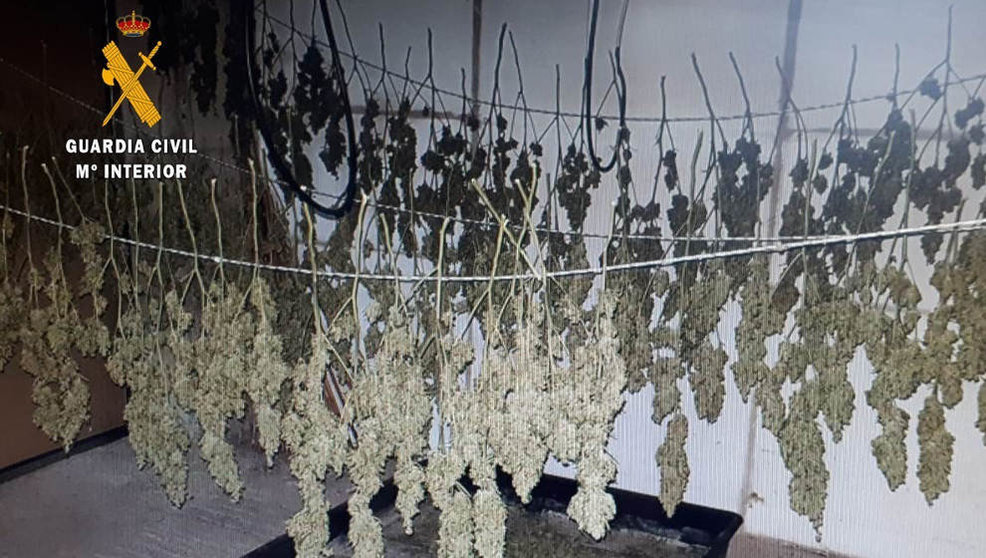 Desmantelada una plantación de marihuana en Ajo con más de 7,5 kilos