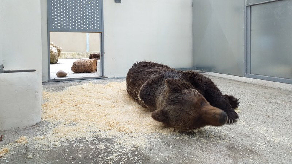 Imagen del oso herido, en el Centro de Recuperación de Fauna Silvestre de Cantabria