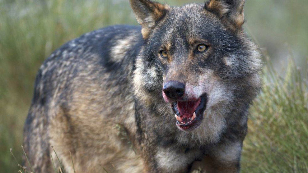 Todos los partidos en el Parlamento de Cantabria rechazan que el lobo sea especie protegida