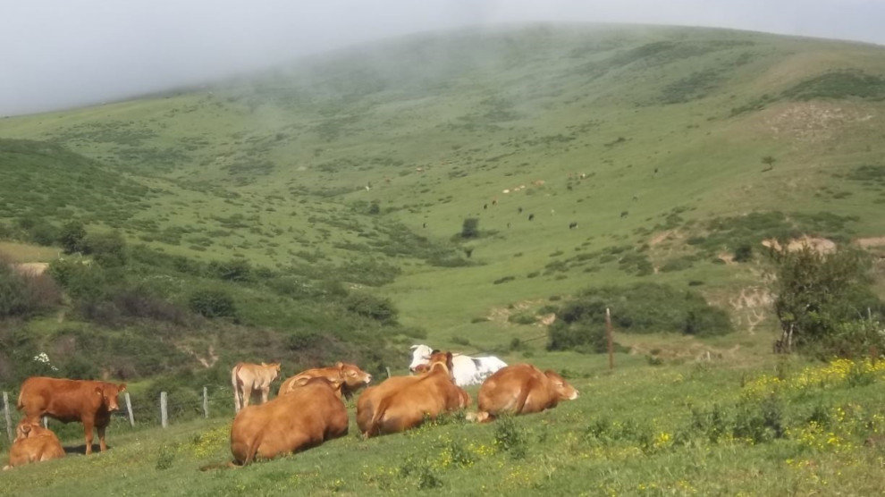Vacas en Campoo de Yuso