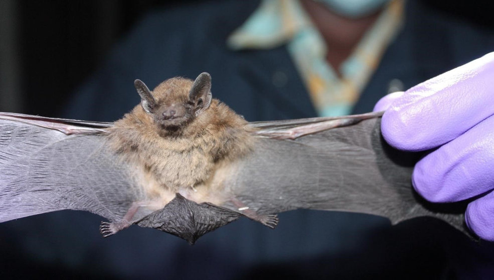 Los murciélagos parecen ser el origen del nuevo coronavirus