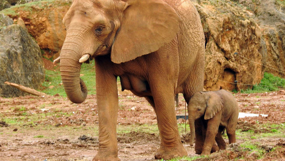 Maruca, la elefanta nacida en Cabárceno el 22 de febrero de 2020