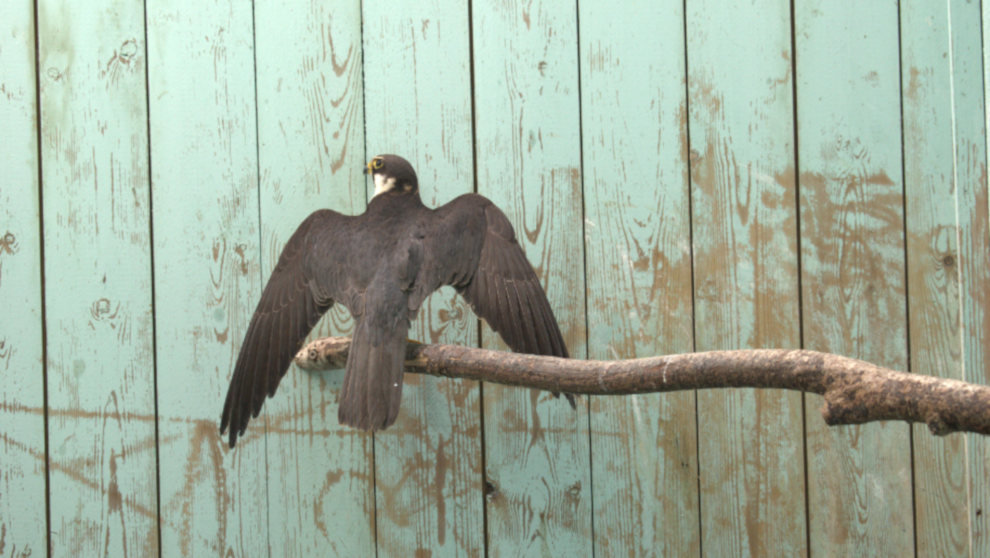Especie de halcón, llamada ‘Alcotan’, que se encuentra en rehabilitación en el CRFSC
