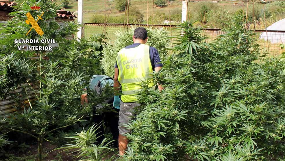 Plantación de marihuana desmantelada en Guriezo