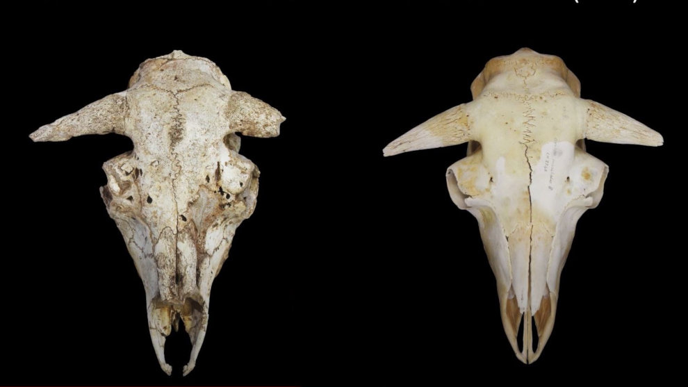 Hallan huesos de bueyes de 35.000 años de antigüedad en Picos de Europa